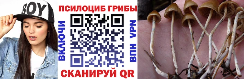 Псилоцибиновые грибы прущие грибы  mega как войти  Александровск 